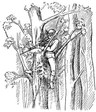 Рис. 46. Снайперская позиция па дереве с использованием конфигурации сучьев дерева