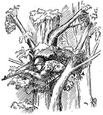 Рис. 47. Снайперская позиция на дереве с использованием помоста